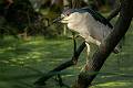 Kirms Photography Night Heron-8